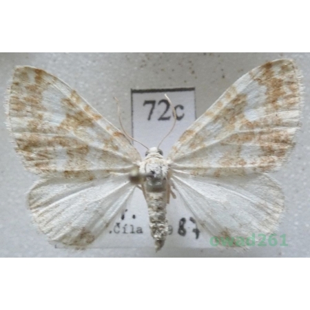 Perizoma flavofasciata (Thunberg, 1792) Slovakia72c